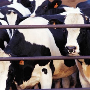 Беларусь: Реализация скота и птицы на убой в 2010 году составила 1215,7 тыс. тонн