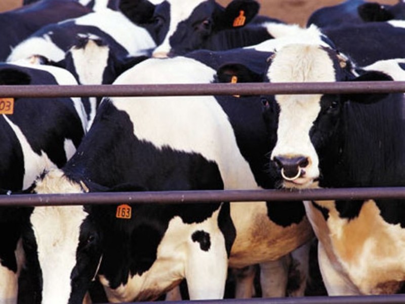 Беларусь: Реализация скота и птицы на убой в 2010 году составила 1215,7 тыс. тонн