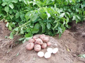 Снижения цен на картофель можно ожидать лишь с новым урожаем