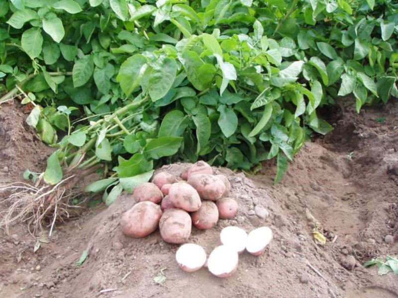 Снижения цен на картофель можно ожидать лишь с новым урожаем