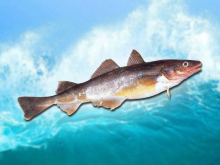 Казахстан: рыбные цены Костанай