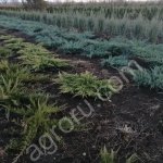 Саженцы декоративных растений