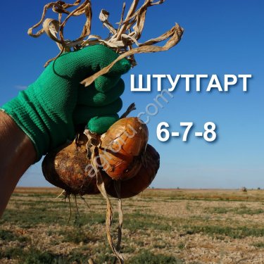 Лук Штутгарт