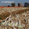 Стардаст лук на зелень