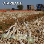 Стардаст лук на зелень