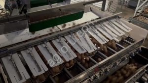 Автоматический фасовочный комплекс для овощной продукции ВС-10 с мешкозашивкой. 12 тонн в час, высокая точность
