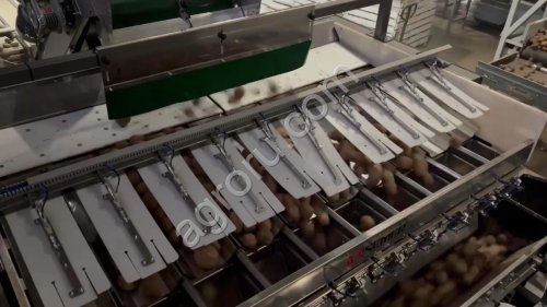 Автоматический фасовочный комплекс для овощной продукции ВС-10 с мешкозашивкой. 12 тонн в час, высокая точность