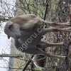 Баранчики чистокровные катумские