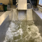 Линия мойки и сортировки рыбы со столом (2 т.\ч.)