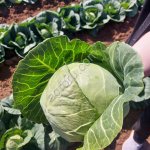 Капуста (белокочанная)