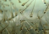 Личинки речной пеляди