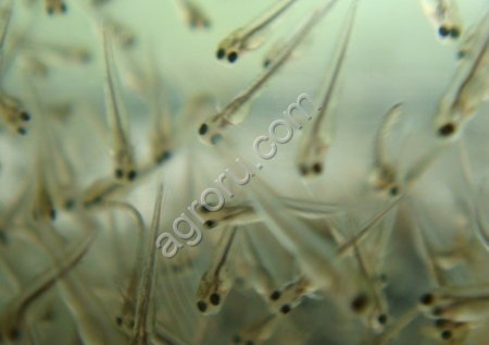 Личинки речной пеляди