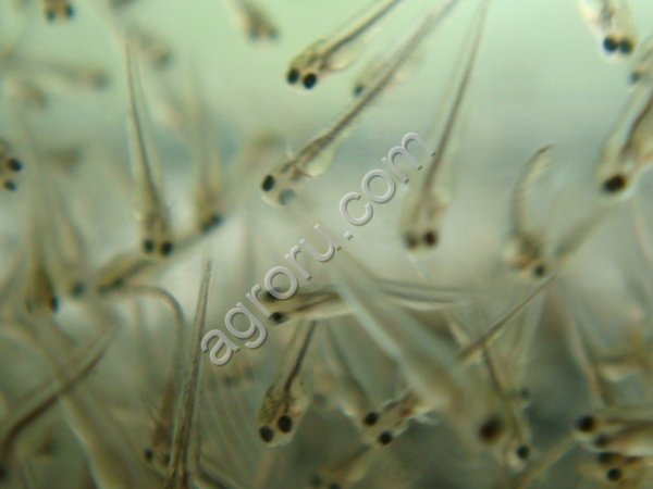 Личинки речной пеляди