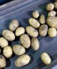 Картофель от производителя