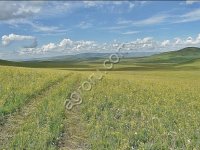 Земля сельхозназначения