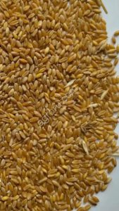Grain Wheat offer