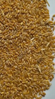 Grain Wheat offer