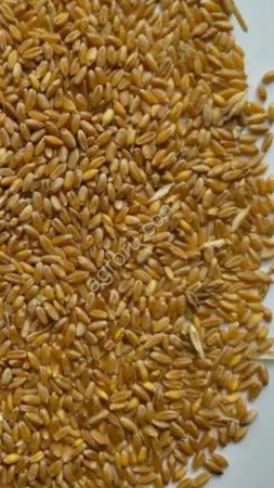 Grain Wheat offer