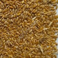 Grain Wheat offer