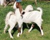 Козы гулаби нубийские (стадо)