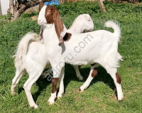 Козы гулаби нубийские (стадо)