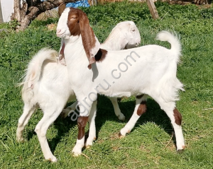 Козы гулаби нубийские (стадо)