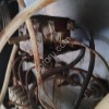 Жиротопочный аппарат