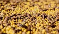 Соя экструдированная полножирная 37-39%