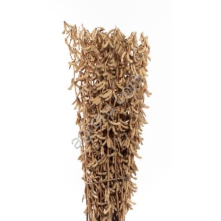 Семена сои - СК Алекса - Сорт интенсивного типа с повышенным содержанием протеина