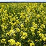 Горчица белая, сорт Рапсодия. РСт