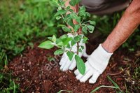 Саженцы плодовых деревьев и кустарников, а также декоративных культур.