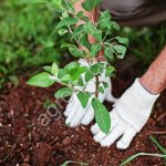 Саженцы плодовых деревьев и кустарников, а также декоративных культур.