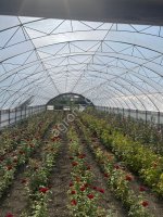 саженцы роз