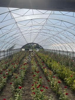 саженцы роз