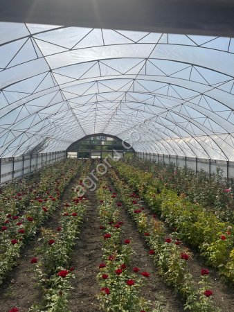 саженцы роз