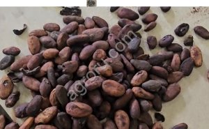 Линия переработки какао бобов.