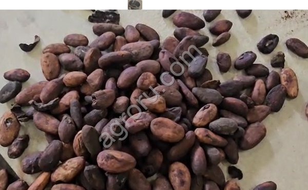 Линия переработки какао бобов.