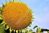 семена подсолнечника АЙ ДАР (КЛЕАРФИЛД ПЛЮС)