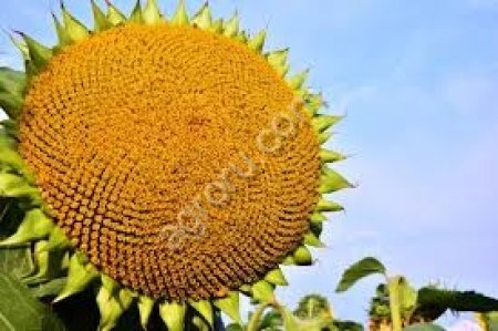 семена подсолнечника АЙ ДАР (КЛЕАРФИЛД ПЛЮС)