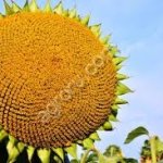 семена подсолнечника АЙ ДАР (КЛЕАРФИЛД ПЛЮС)