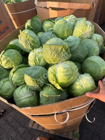 Капуста белокочанная , свежая