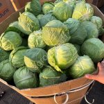 Капуста белокочанная , свежая