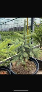 Хвойные саженцы