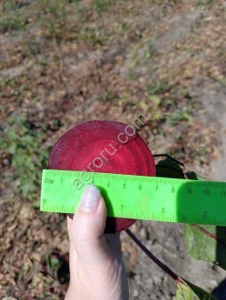 Свекла от КФХ