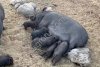 Вьетнамские вислобрюхие поросята