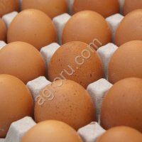 Куриное Яйцо С1