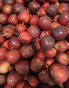 Яблоко Гала в контейнерах