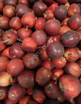 Яблоко Гала в контейнерах