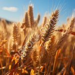 Декларации соответствия на зерновые культуры