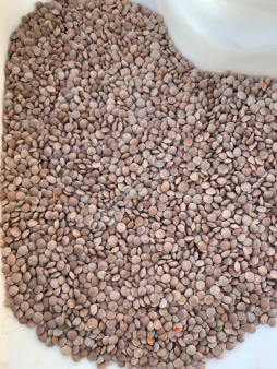 Чечевица Красная Рэдкот РС2